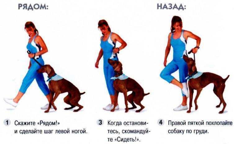 Дрессировка собак в домашних условиях для начинающих