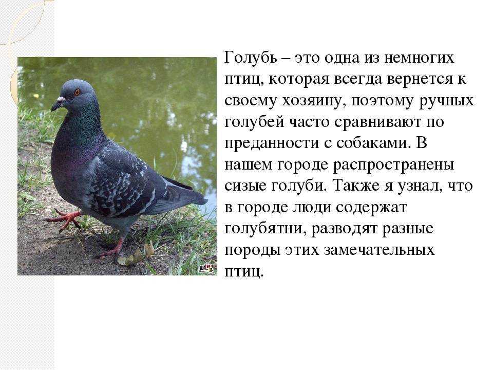Columba википедия