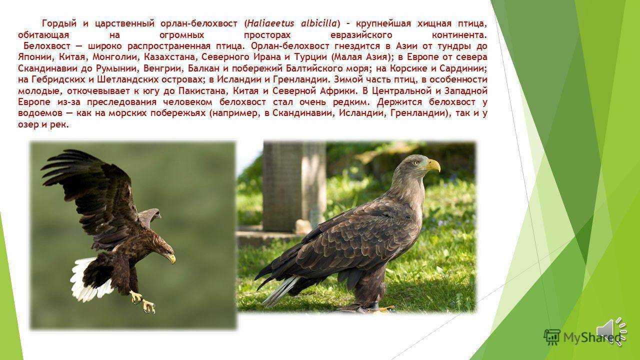Орлан-белохвост: описание и фото, среда обитания, размножение, чем питается, враги, видео