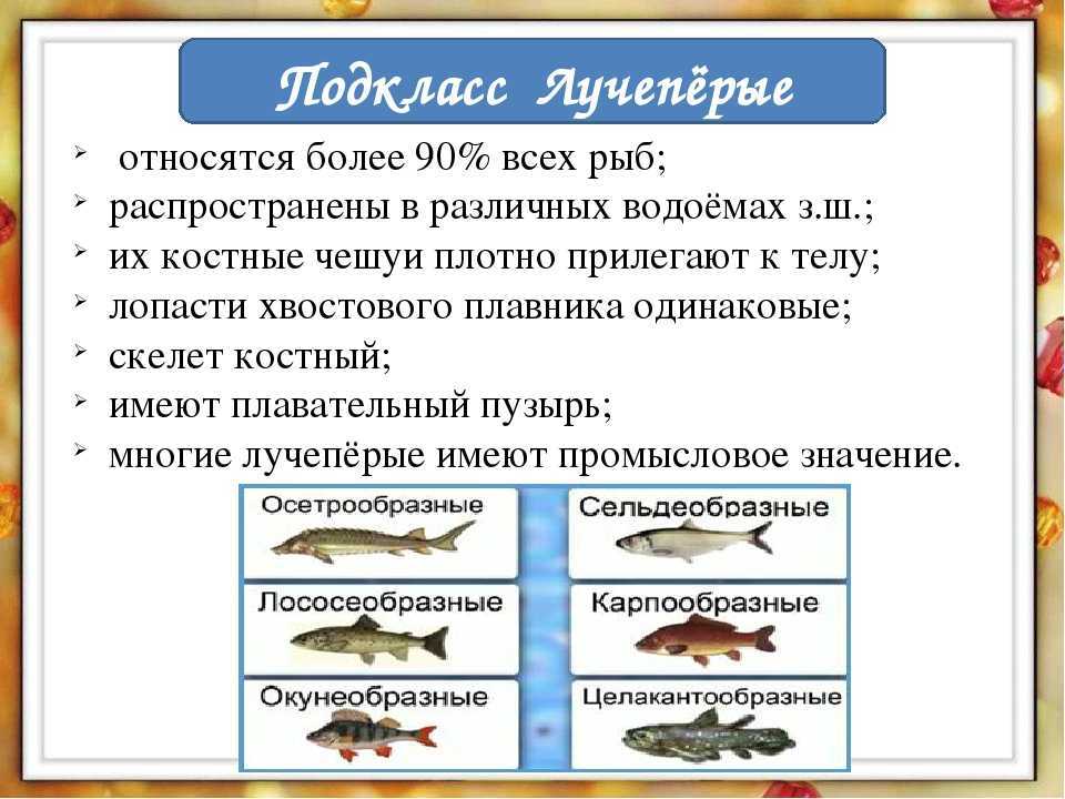 Представители класса лучепёрых рыб