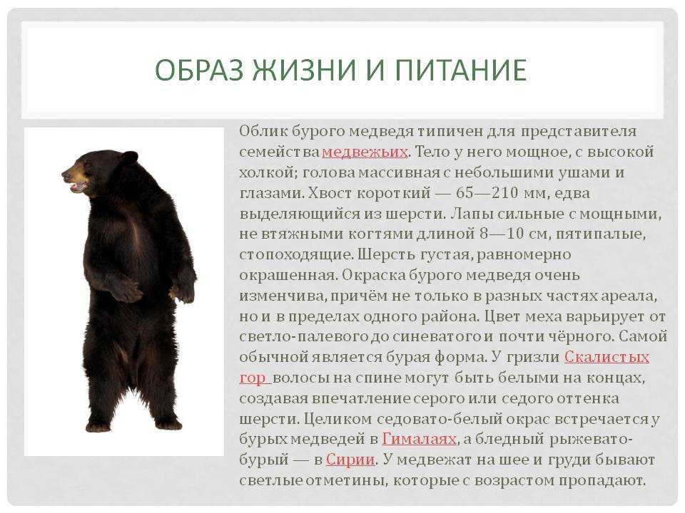 Медведь бурый