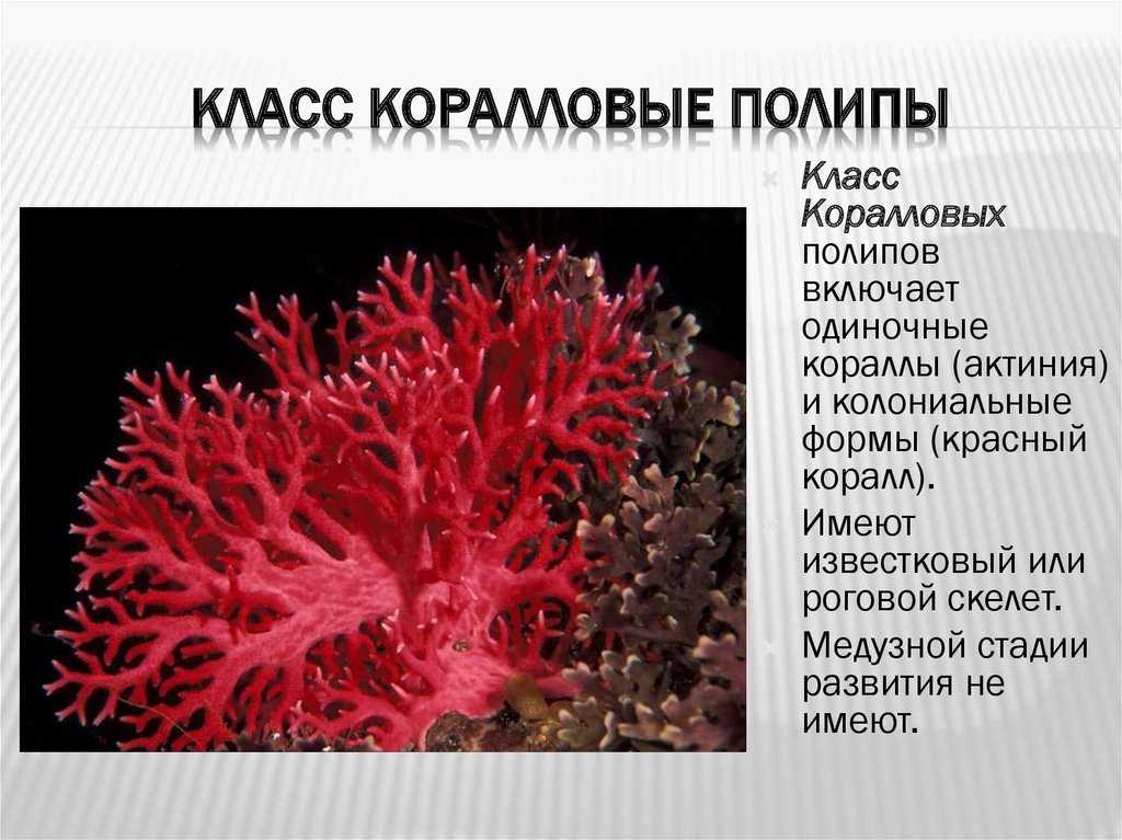 Коралл