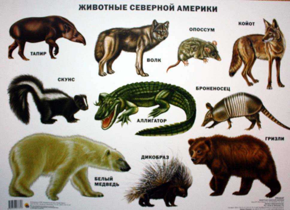Коста рика