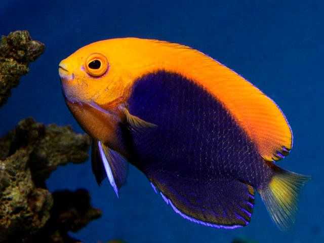 Centropyge potteri - centropyge potteri - wikipedia