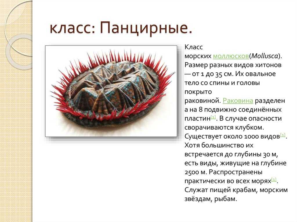 Всё о моллюсках в биологии — общая характеристика