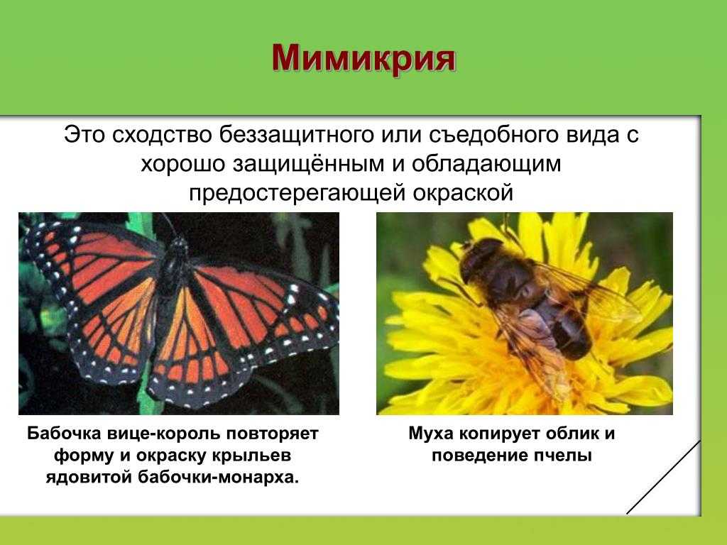 Ядовитые бабочки и их воздействие на человека — наиболее опасные