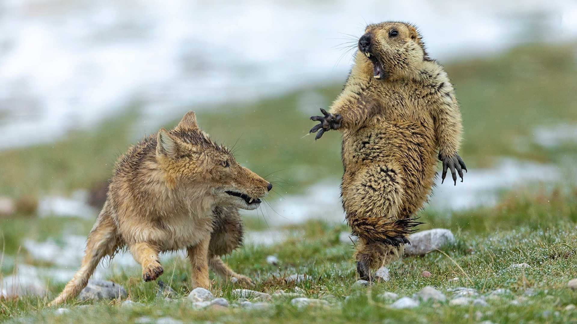 Альпийский сурок - alpine marmot - dev.abcdef.wiki