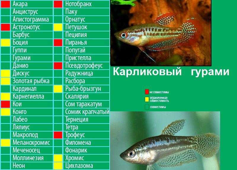 Кардинал