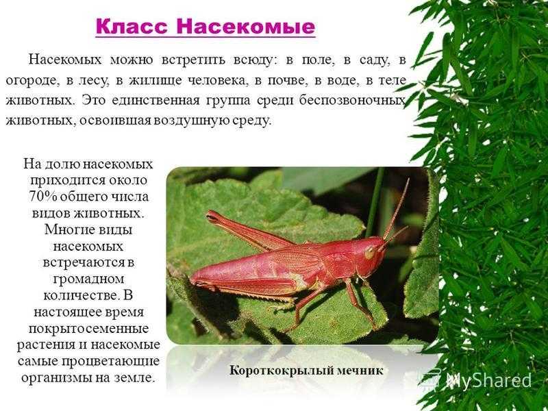 Жуки-усачи (дровосеки)