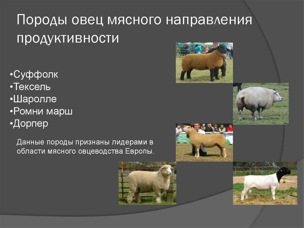 Гривистый баран – дикий представитель козьих