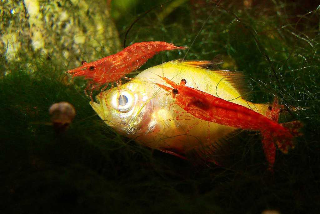 Креветка-верблюд (rhynchocinetes durbanensis) - aquinfo.ru - аквариумные рыбки и все с ними связанное