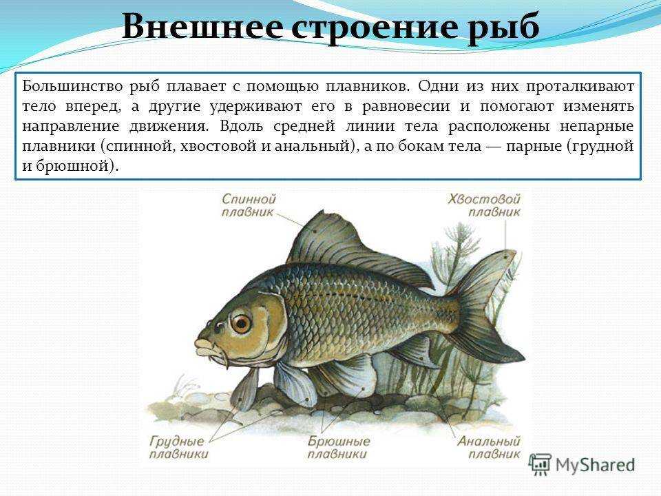 107 синонимов для окунеобразные