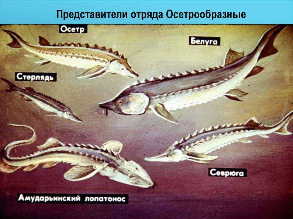 Осетровые рыбы: виды, ареал обитания, нерест
