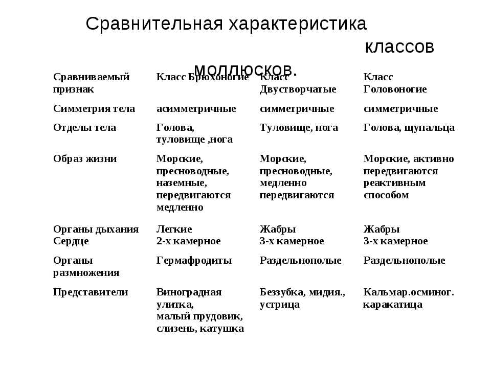 Дайвинг с осьминогами и нерпами в японском море 19-28 августа 2022 г. | группа rudive