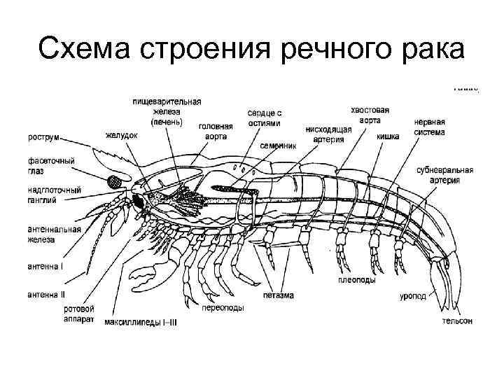 Лемур