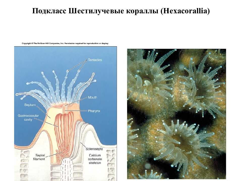 Камень коралл: магические свойства, кому подходит, значение для человека - akamni