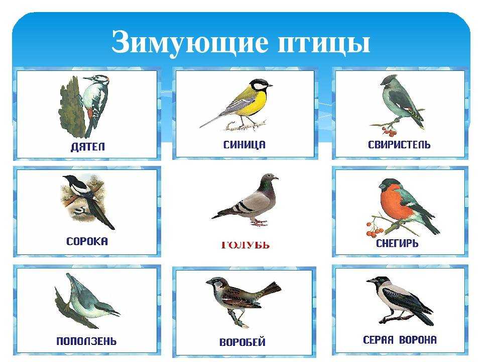 Семейство жаворонковые alaudidae