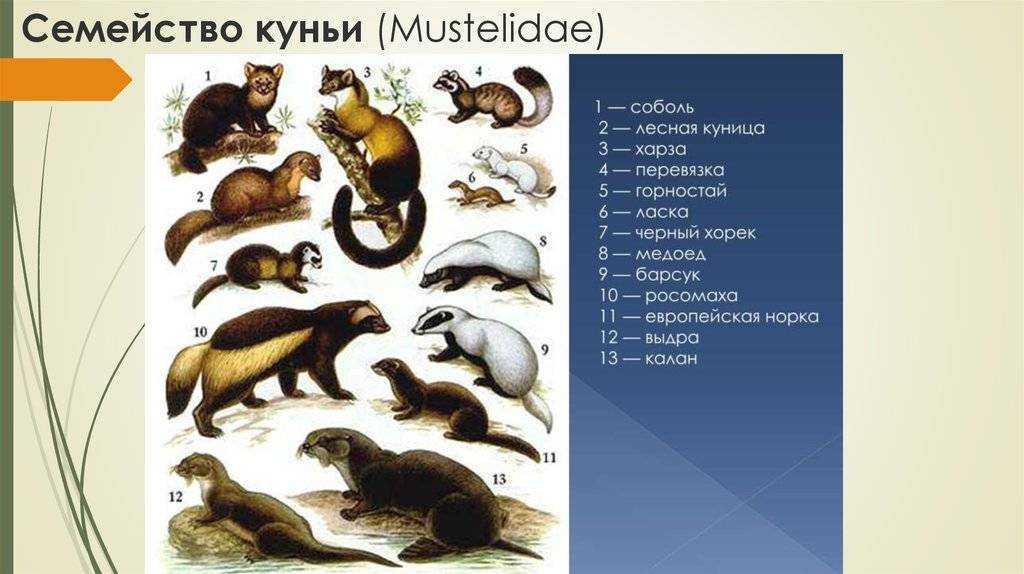 Знакомство с мангустами: мифы и реалии