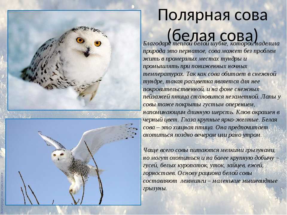 Буревестникообразные