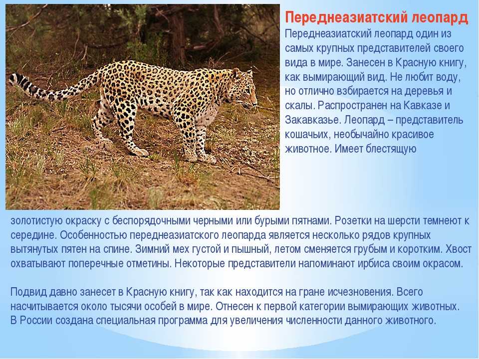 Леопарды
