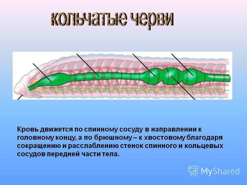 Плоские черви. круглые черви. кольчатые черви
