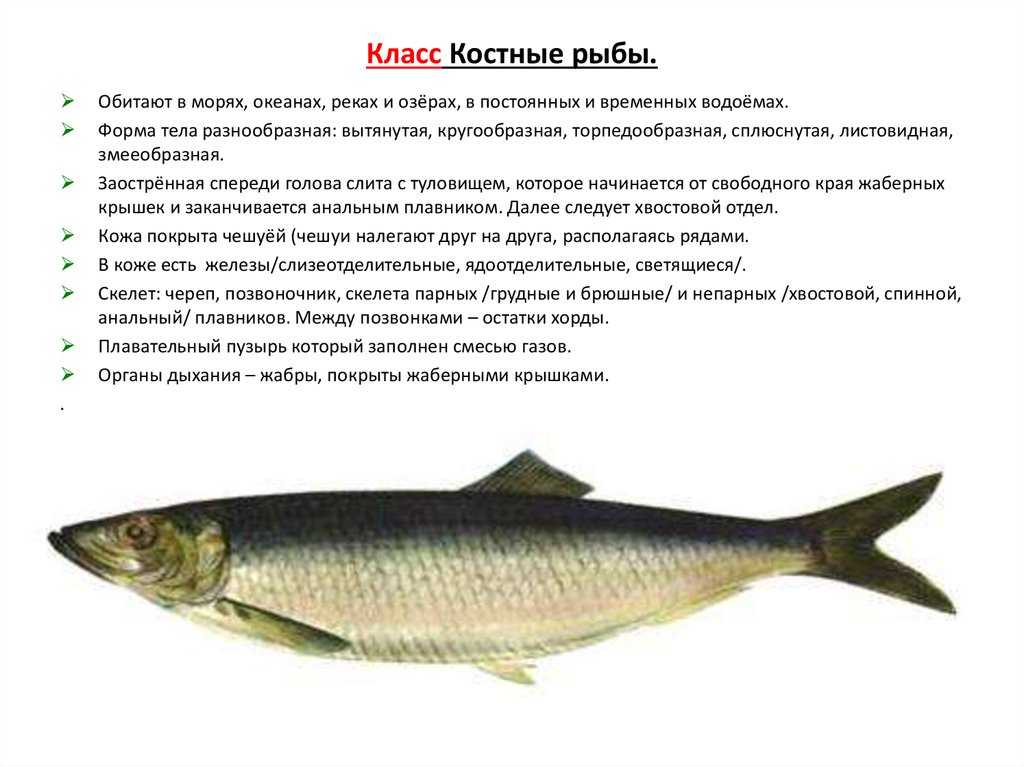 Костные рыбы: 2 класса, представители, основные признаки