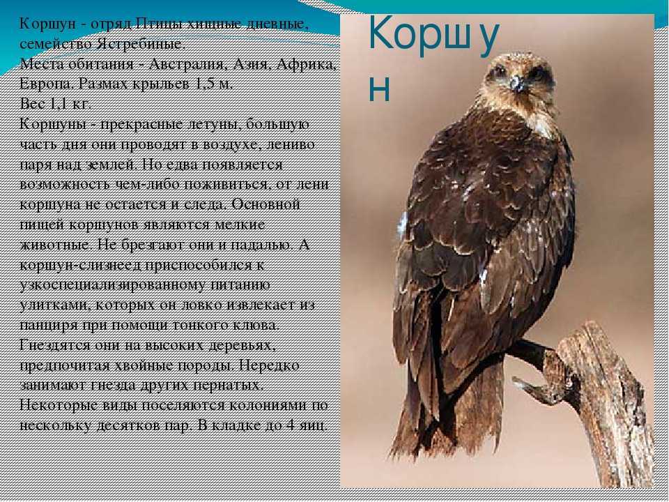 Блок коршун стихотворение. Коршун краткое описание. Хищные птицы описание. Коршун птица описание для детей. Чёрный Коршун описание.