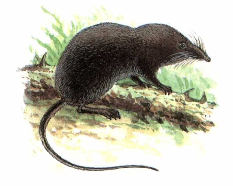 Белозубки