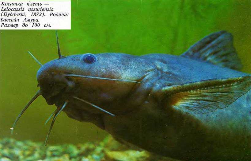 Багрус / asian upside down catfish / mystus leucophasis