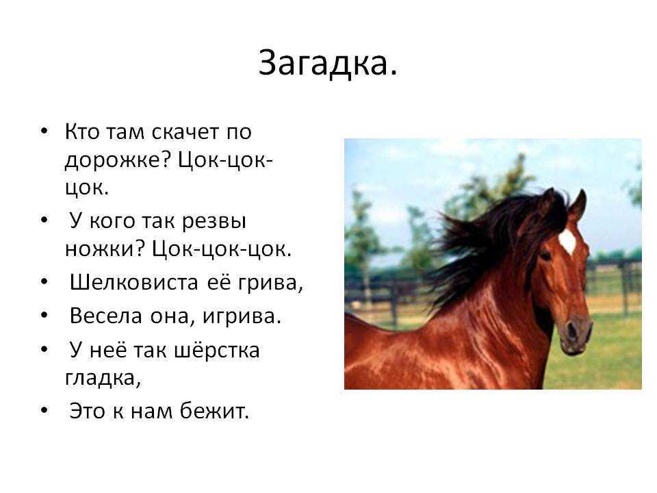 Поговорка про лошадь. Загадка про коня для детей. Загадка про лошадь. Загадка про лошадку. Загадка про лошадку для детей.