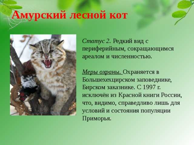 Амурский лесной кот – хищник немногим больше домашней кошки