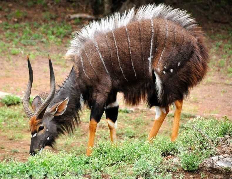 Большой куду или антилопа куду (лат. tragelaphus strepsiceros)