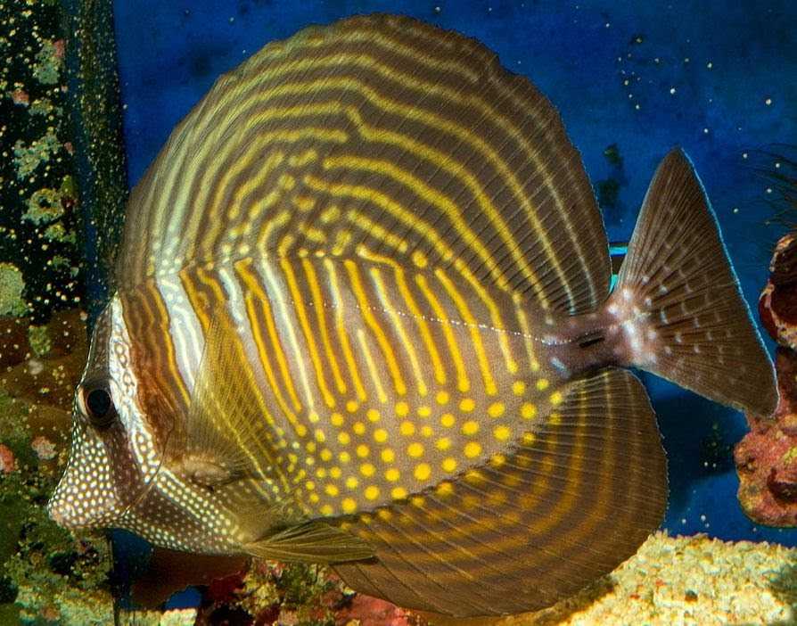 Зебрасома парусная желтая (желтый хирург, желтая зебрасома) / zebrasoma flavescens