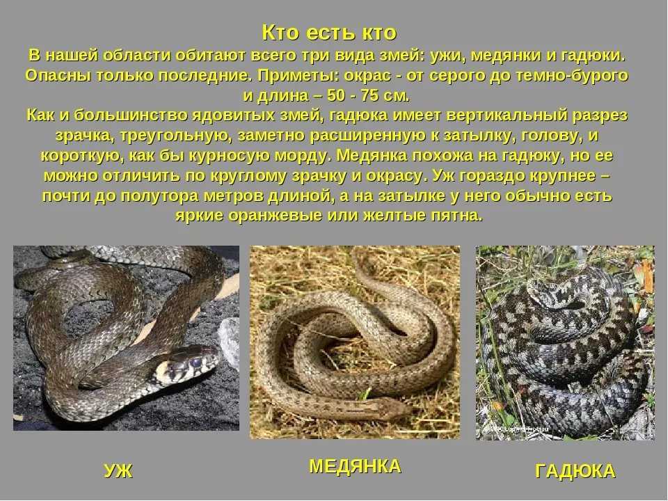 Гадюка обыкновенная. фото ядовитой красавицы