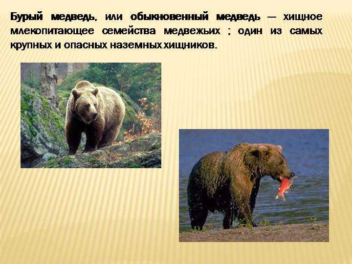 Бурый медведь - описание, ареал, питание, размножение, спячка и поведение