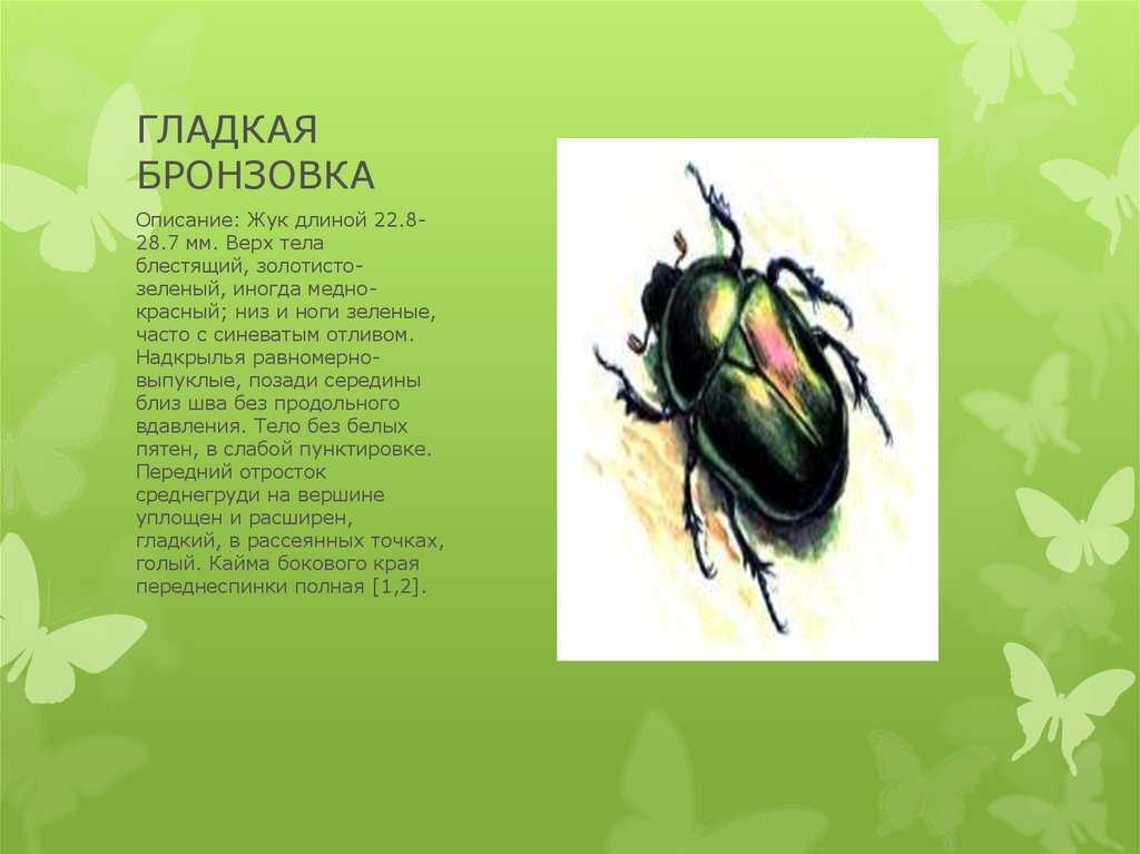 Золотистая бронзовка (фото): как выглядит, где обитает, чем питается и интересные факты