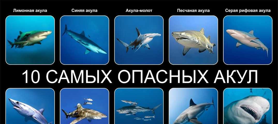 Аквариумные декоративные акулы – активные рыбки в домашнем водоеме
