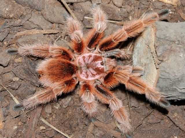Brachypelma albopilosum: содержание паука брахипельма альбопилосум
