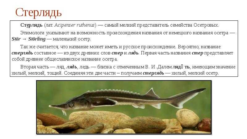 Осетр и стерлядь – отличия, в чем разница