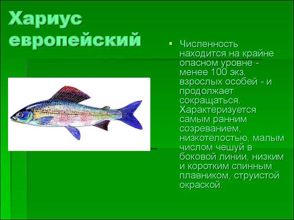 Хариус: подробный обзор, где живет, чем питается, повадки, образ жизни