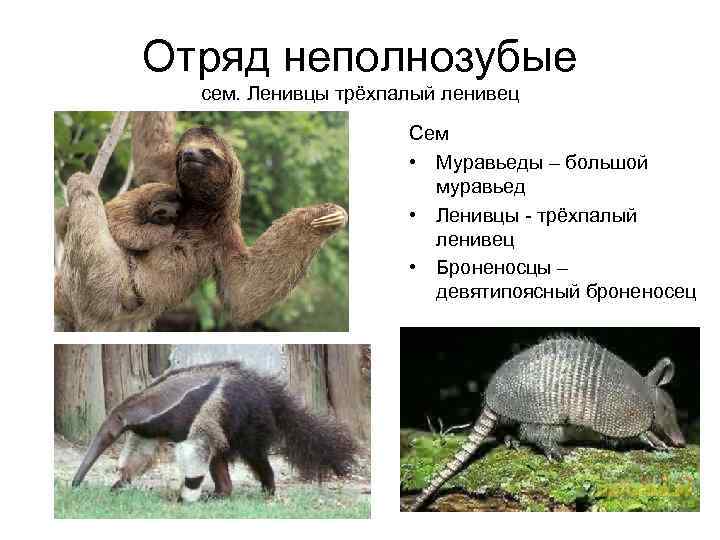 Сейчас к отряду Неполнозубые относят всего 3 семейства Распространены все неполнозубые в Южной, Центральной и Северной Америке Систематика Неполнозубых