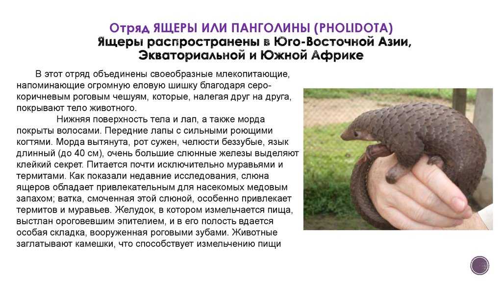 Неполнозубые — вики