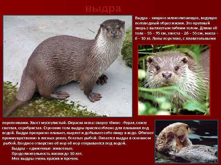 Речная выдра: описание вида, фото