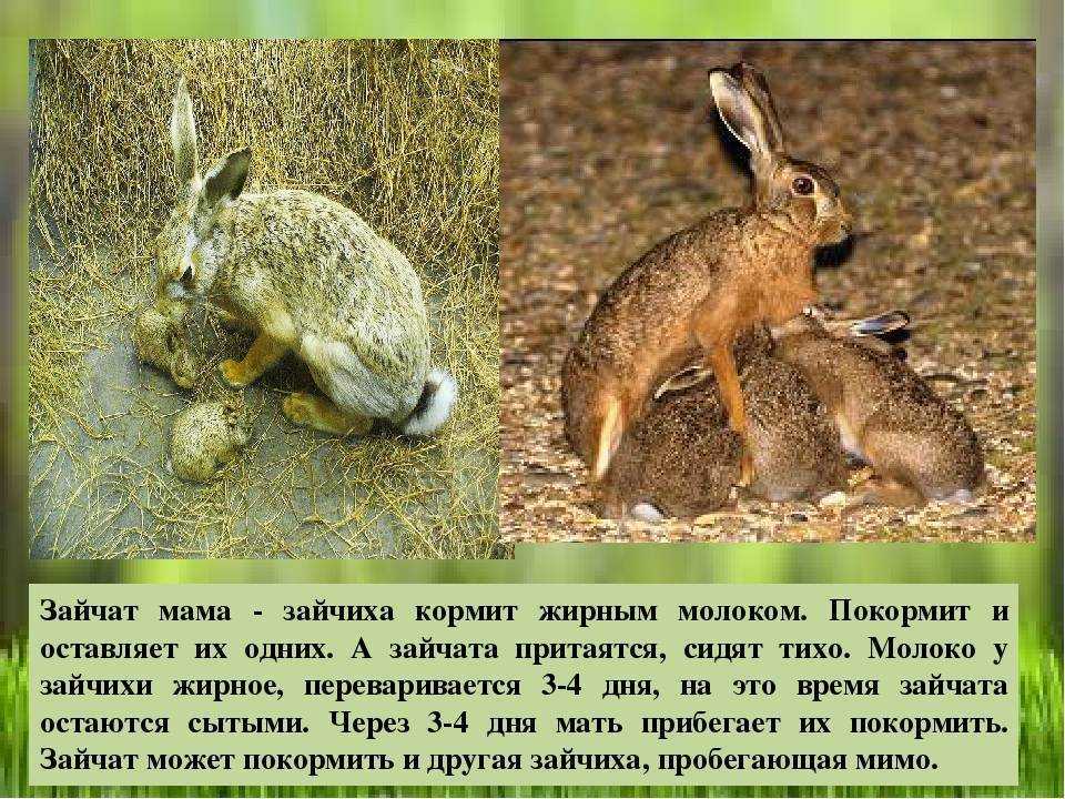 Интересные факты о зайцах