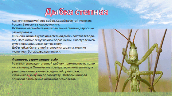 Дыбка степная – самое удивительное насекомое степной зоны