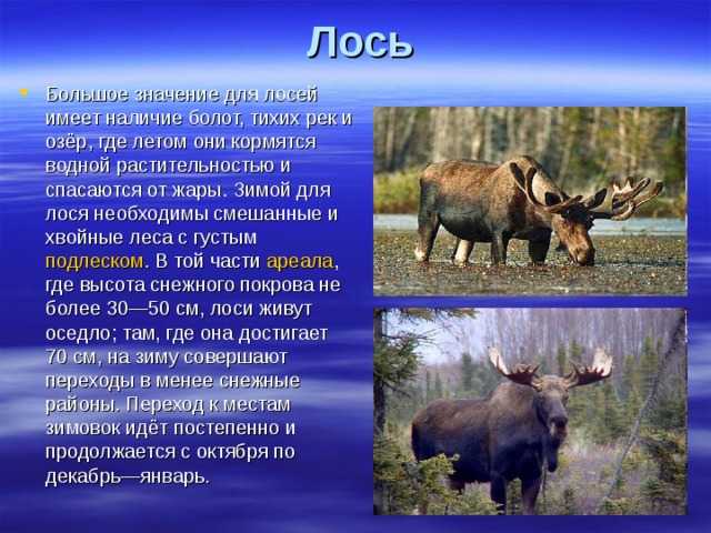 Лось - фото и описание, где обитает, продолжительность жизни, размеры