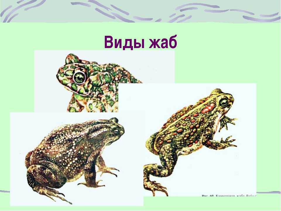 Прудовая лягушка | описания и фото животных