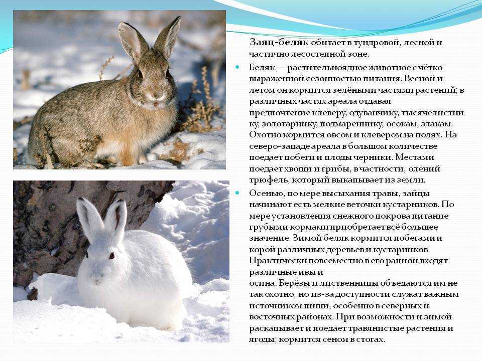 Заяц — wikihunt