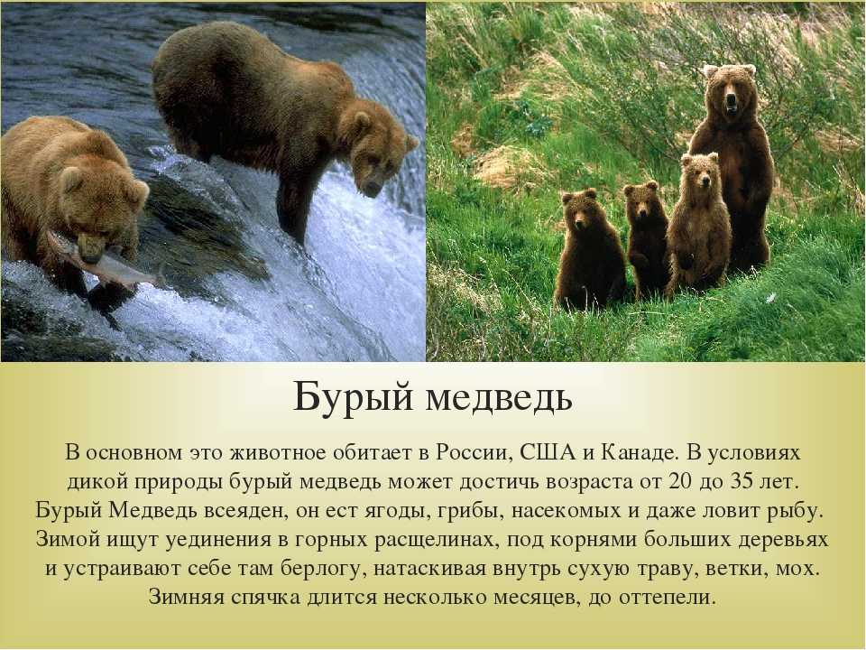 В какой природной зоне живут бурые медведи. Ариал обитания бурого медведя. Ареал обитания бурого медведя в России. Где обитает бурый медведь. Где живет бурый медведь.