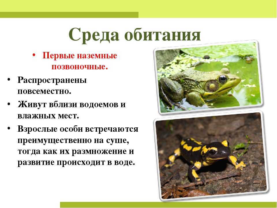 Южный желтоклювый птица-носорог